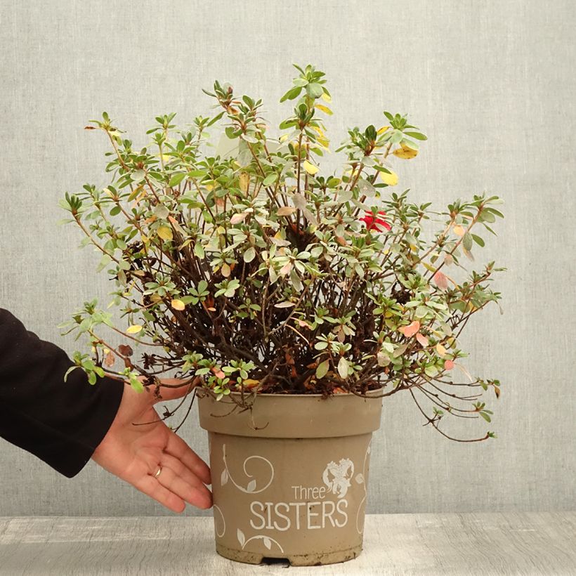 Example of Azalée du Japon Fairy Dreams Three Sisters - Rhododendron hybride Pot de 6L/7L as you get in automne