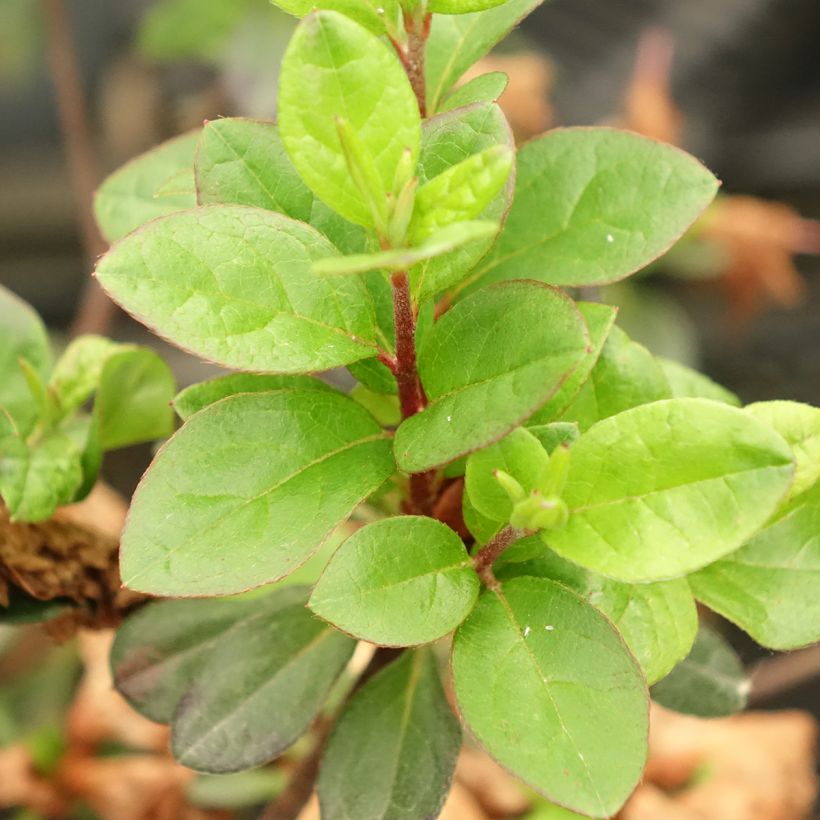Azalée du Japon Flash Dance Pink – Rhododendron hybride (Foliage)