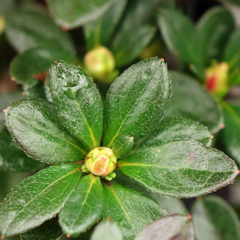 Azalée du Japon Flash Dance Salmon - Rhododendron hybride (Foliage)