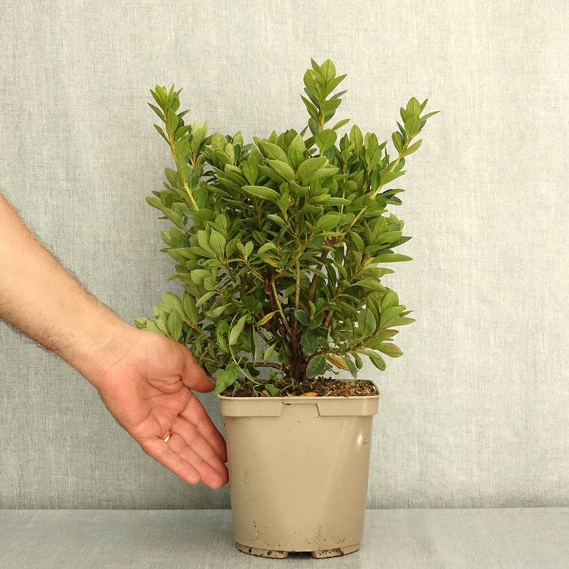 Example of Azalée du Japon Greenway - Rhododendron hybride Pot de 3L/4L as you get in ete