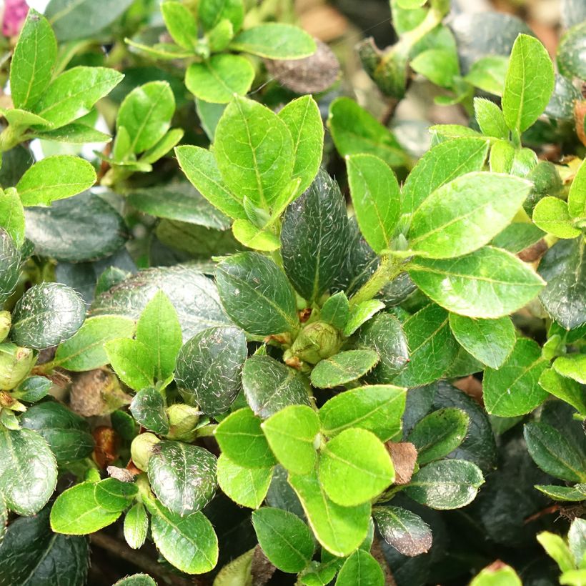 Azalée du Japon Haru No Sono - Rhododendron hybride (Foliage)