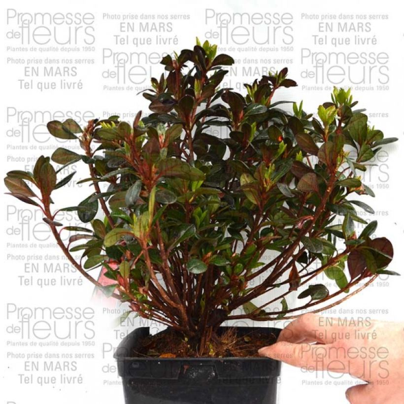 Example of Azalée du Japon Johanna - Rhododendron hybride Pot de 2L/3L as you get