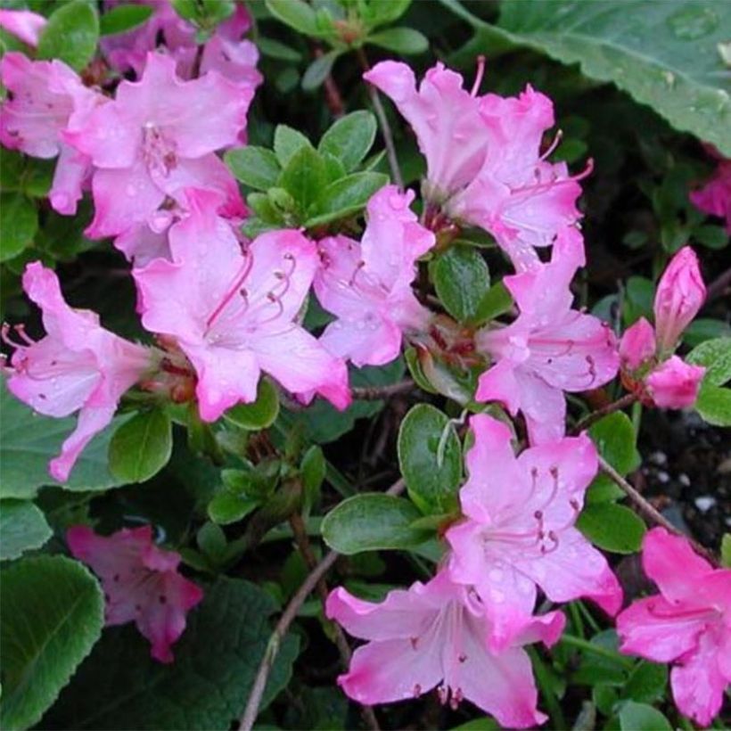 Azalée du Japon Komo Kulshan - Rhododendron kiusianum (Flowering)
