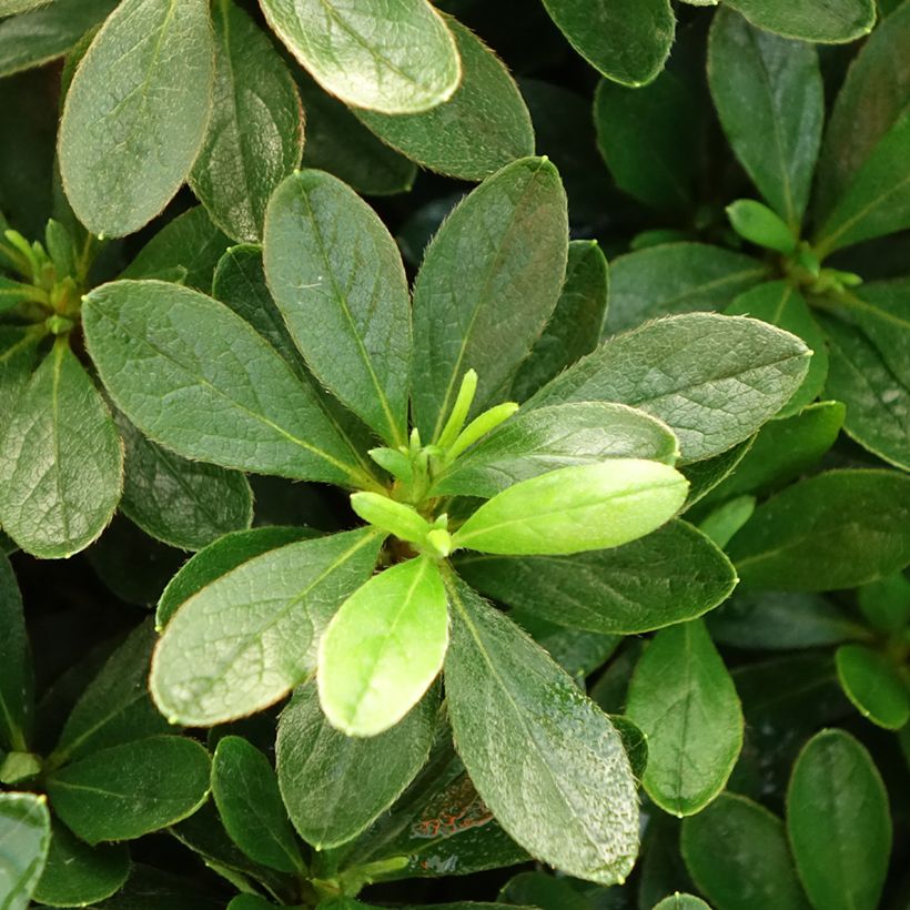 Azalée du Japon Luzi - Rhododendron hybride (Foliage)