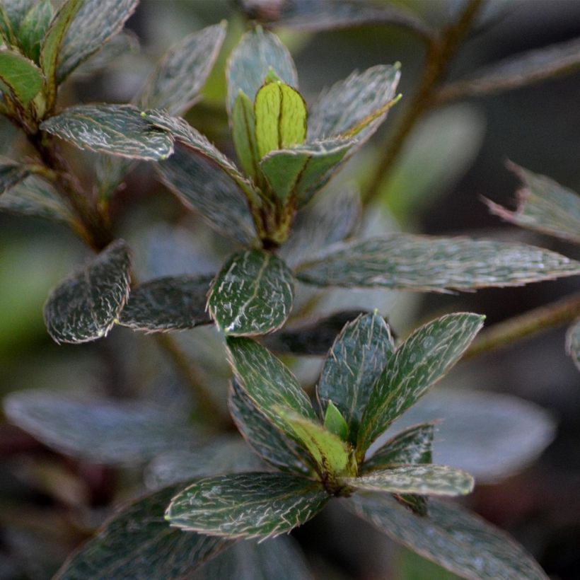 Azalée du Japon Nakaharai Orange - Azalea japonica (Foliage)