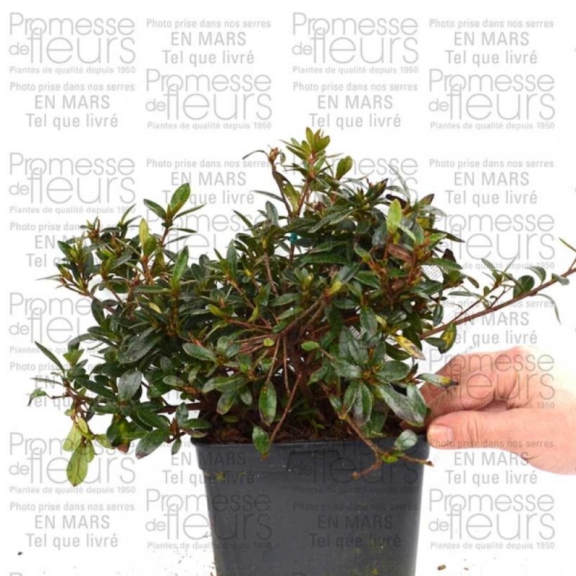 Example of Azalée du Japon Nakaharai Orange - Azalea japonica Pot de 2L/3L as you get
