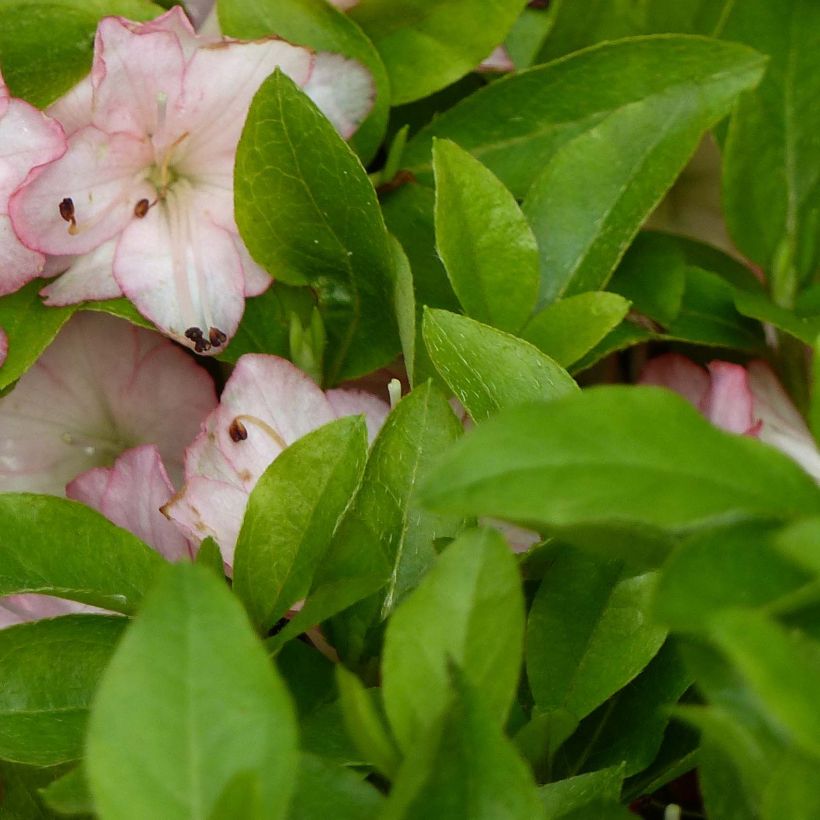 Azalée du Japon Peggy Ann - Rhododendron kaempferi (Foliage)