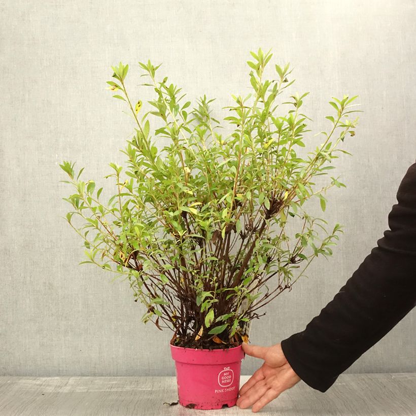 Example of Azalée du Japon Pink Spider - Rhododendron hybride Pot de 2L/3L as you get in automne