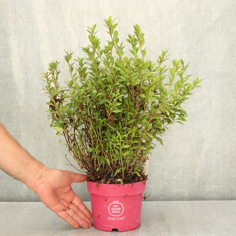 Example of Azalée du Japon Pink Star Pot de 2L/3L as you get in ete
