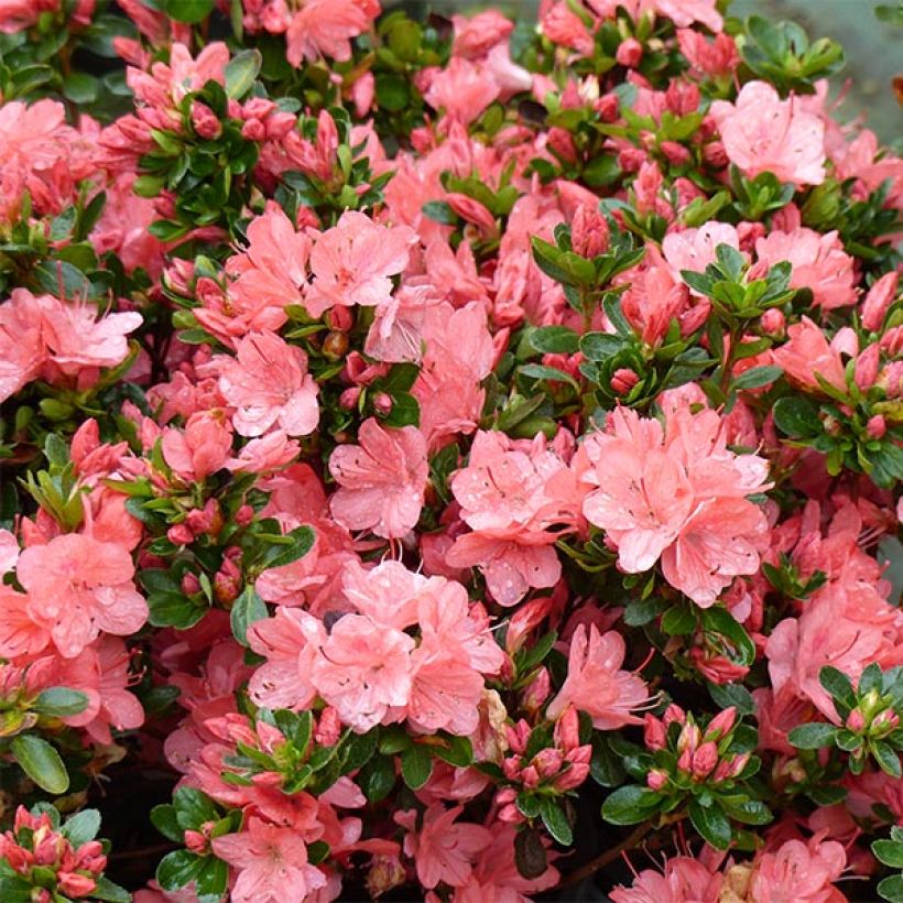 Azalée du Japon Rex (Flowering)