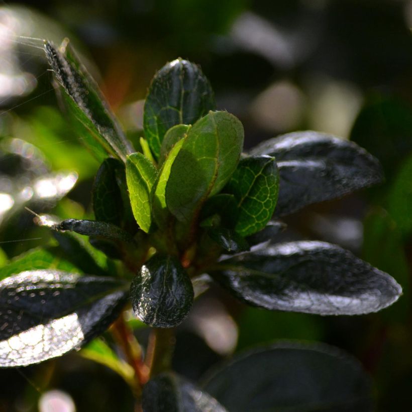 Azalée du Japon Rex (Foliage)