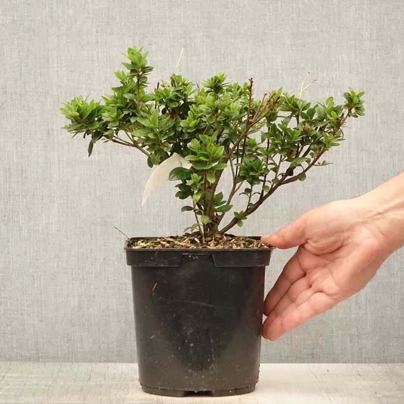Example of Azalée du Japon Sachsenstern - Rhododendron hybride Pot de 3L/4L as you get in ete