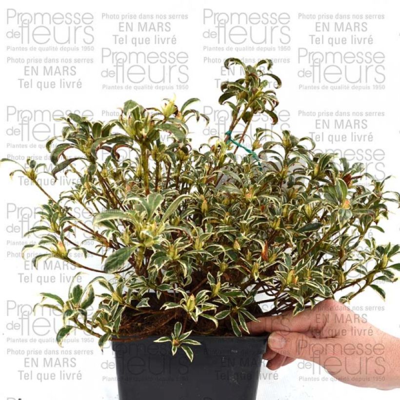 Example of Azalée du Japon Silver Queen - Rhododendron hybride Pot de 2L/3L as you get