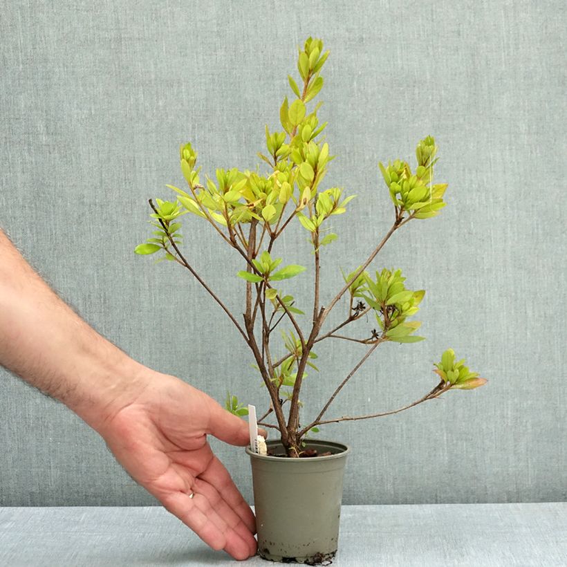 Example of Azalée du Japon Vuyk's Rosyred - Rhododendron hybride. Godet de 8/9 cm as you get in ete