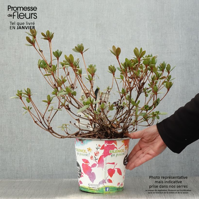 Example of Azalée du Japon Vuyk's Scarlet - Rhododendron hybride. Pot de 4L/5L as you get in hiver