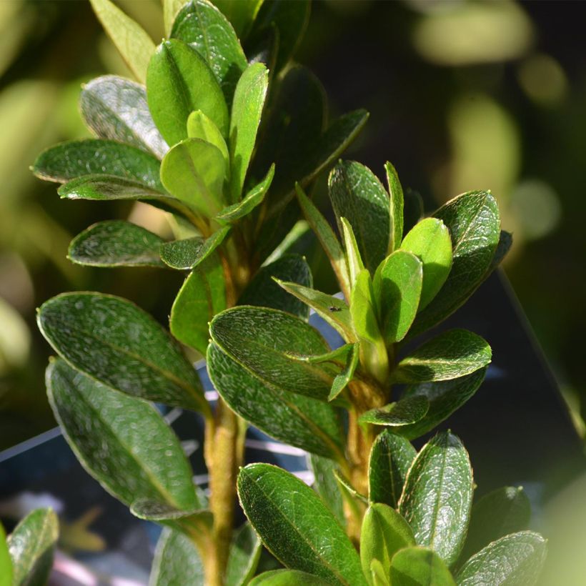Azalée du Japon White Prince - Rhododendron hybride (Foliage)