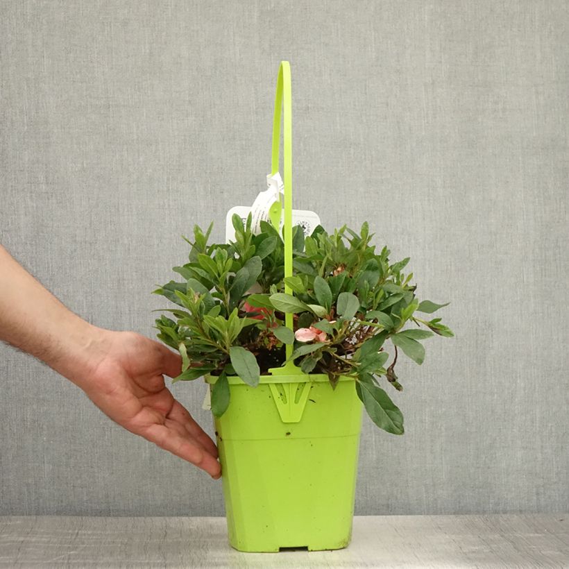 Example of Azalée hybride ENCORE® Sunburst Pot de 3L/4L as you get in ete