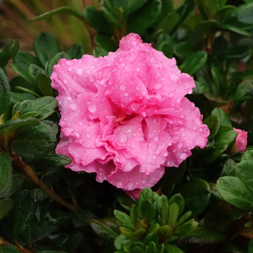 Azalée hybride Repetita Pink - Azalée remontante (Flowering)