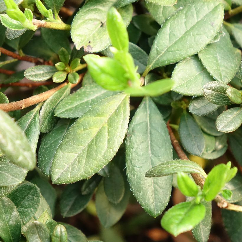 Azalée hybride REPETITA White - Azalée remontante (Foliage)