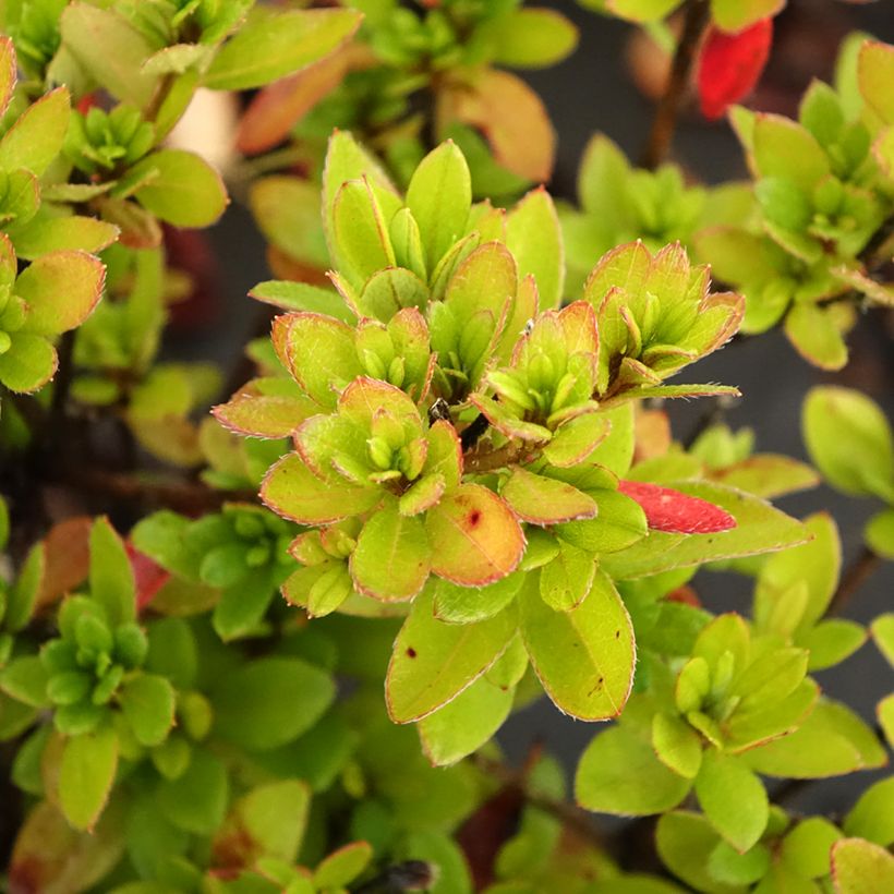 Azalée japonaise - Azalea japonica Arabesk (Foliage)