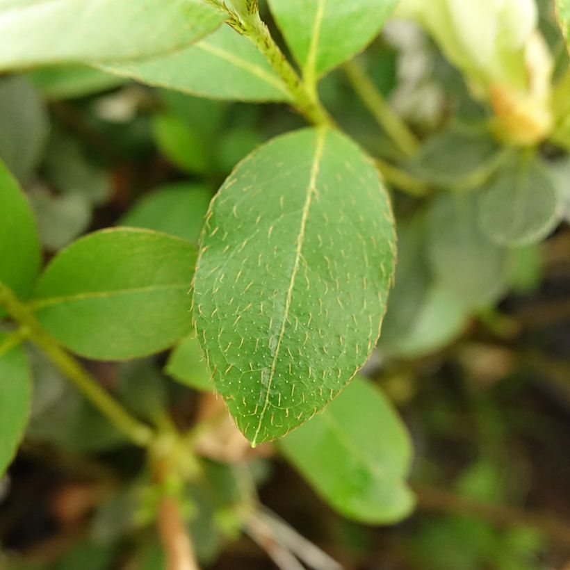 Azalée japonaise Dorothy Heiden (Foliage)