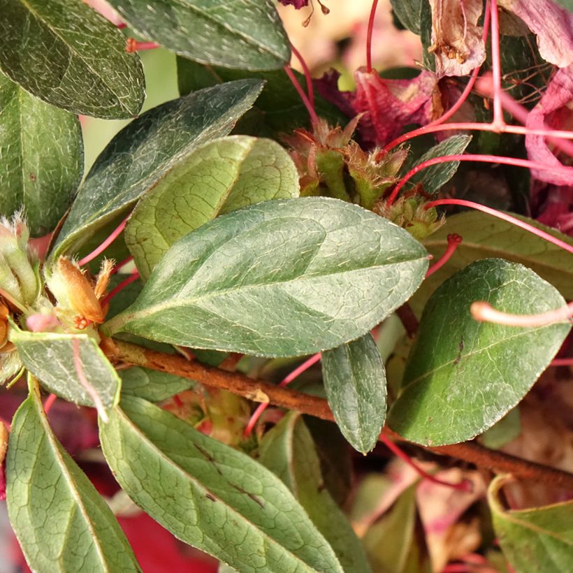 Azalée japonaise - Azalea japonica Madame Galle (Foliage)
