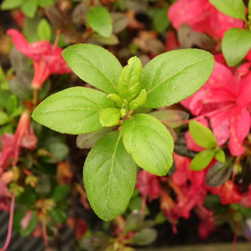 Azalée japonaise - Azalea japonica Manuska (Foliage)