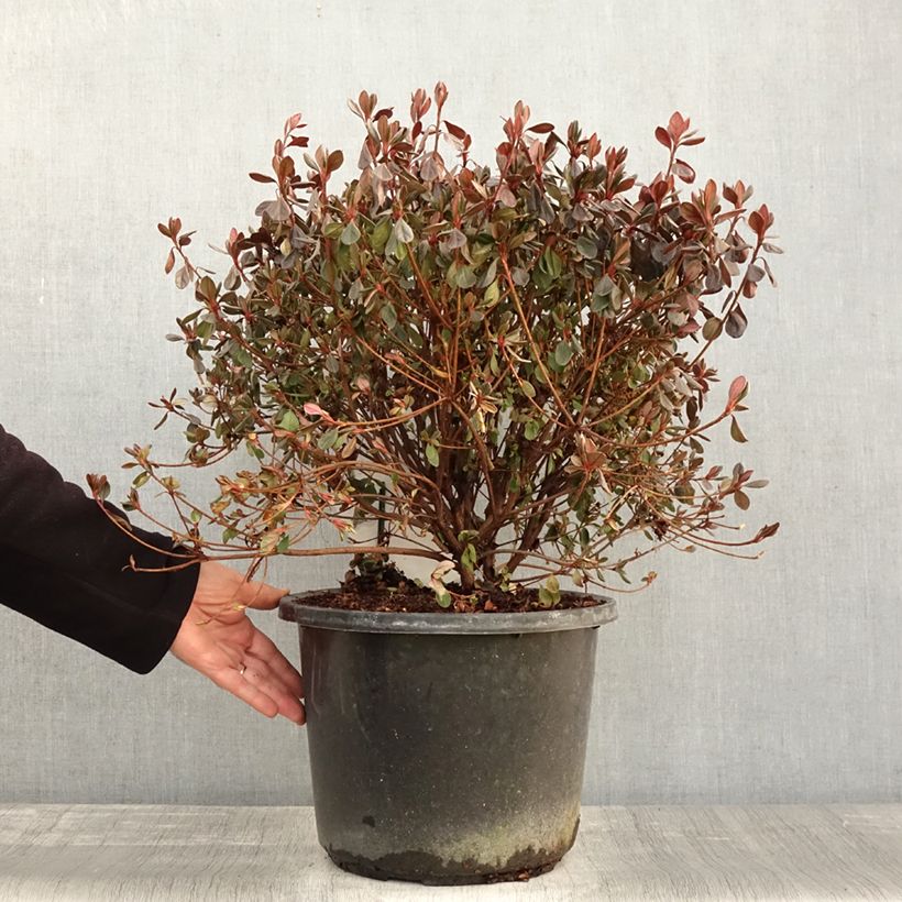 Example of Azalée japonaise - Azalea japonica Stewartstonian Pot de 12L/15L as you get in automne