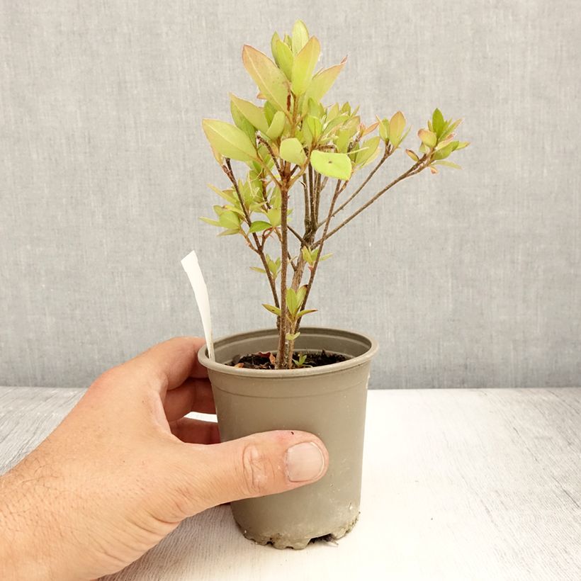 Example of Azalée du Japon Vuyk's Scarlet - Rhododendron hybride. Godet de 8/9 cm as you get in ete