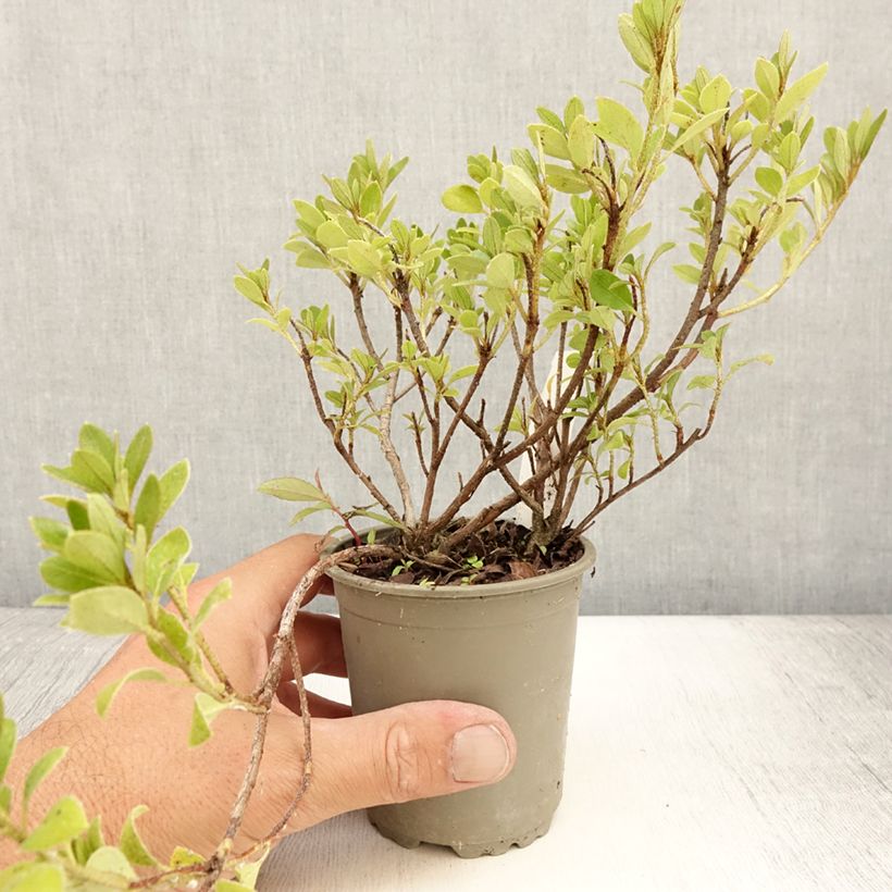 Example of Azalée japonaise Blaauw's Pink - Rhododendron hybride Godet de 8/9 cm as you get in ete