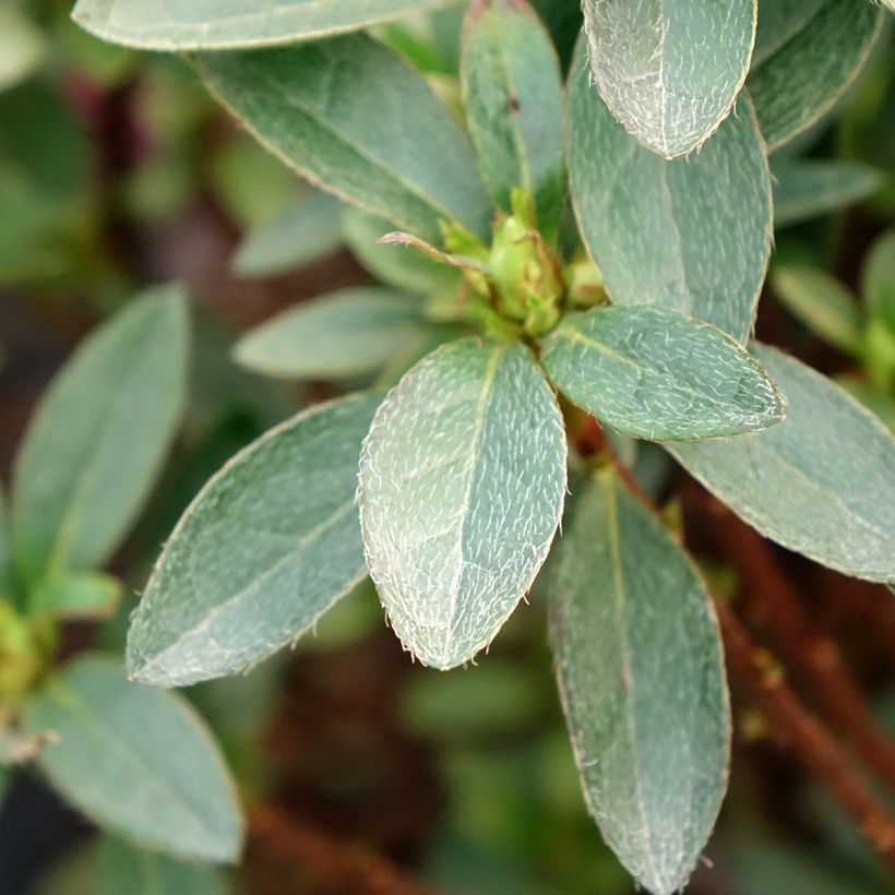 Azalée japonaise Mme Van Hecke (Foliage)