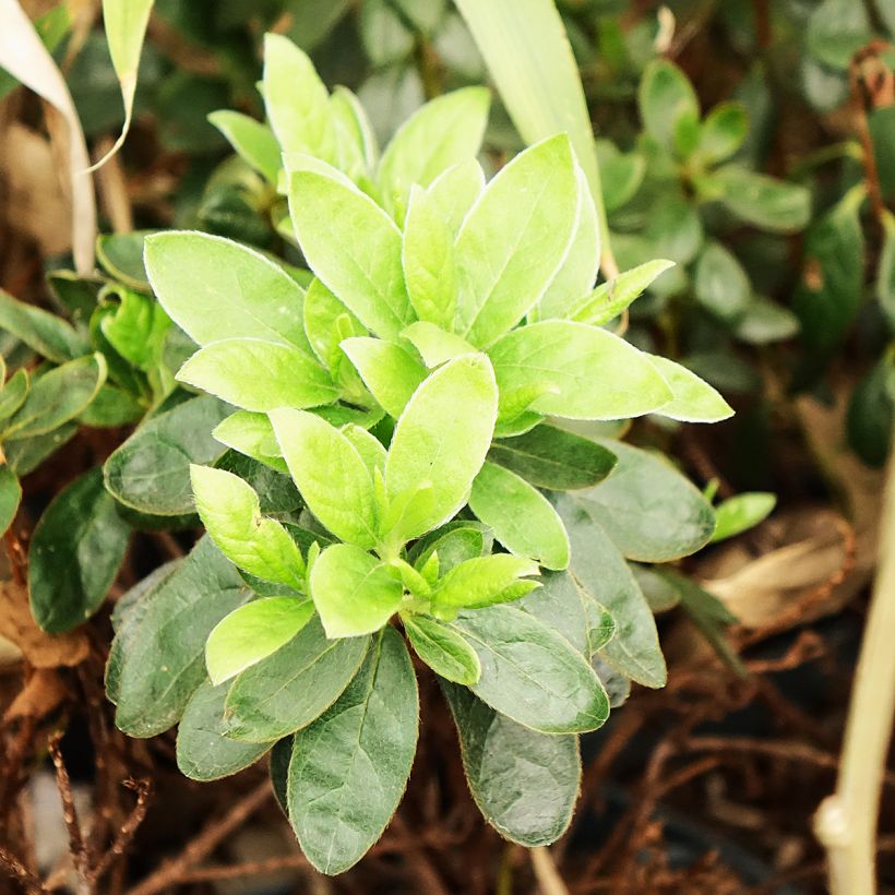 Azalée japonaise Orange Beauty - Rhododendron hybride (Foliage)