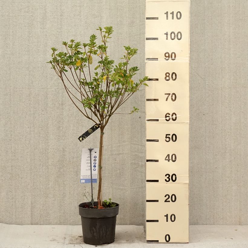 Example of Azalée japonaise Schneeglanz - Rhododendron hybride Pot de 4L/5L, Tige as you get in ete
