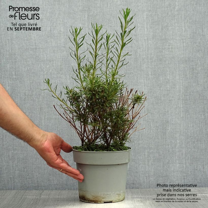 Example of Azalée japonaise Star Style Violet - Azalea japonica Pot de 3L/4L as you get in automne