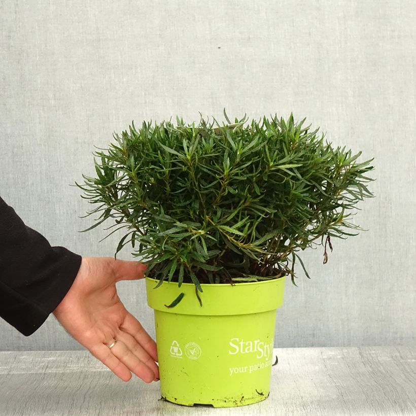 Example of Azalée japonaise Star Style White - Azalea japonica Pot de 3L/4L as you get in automne