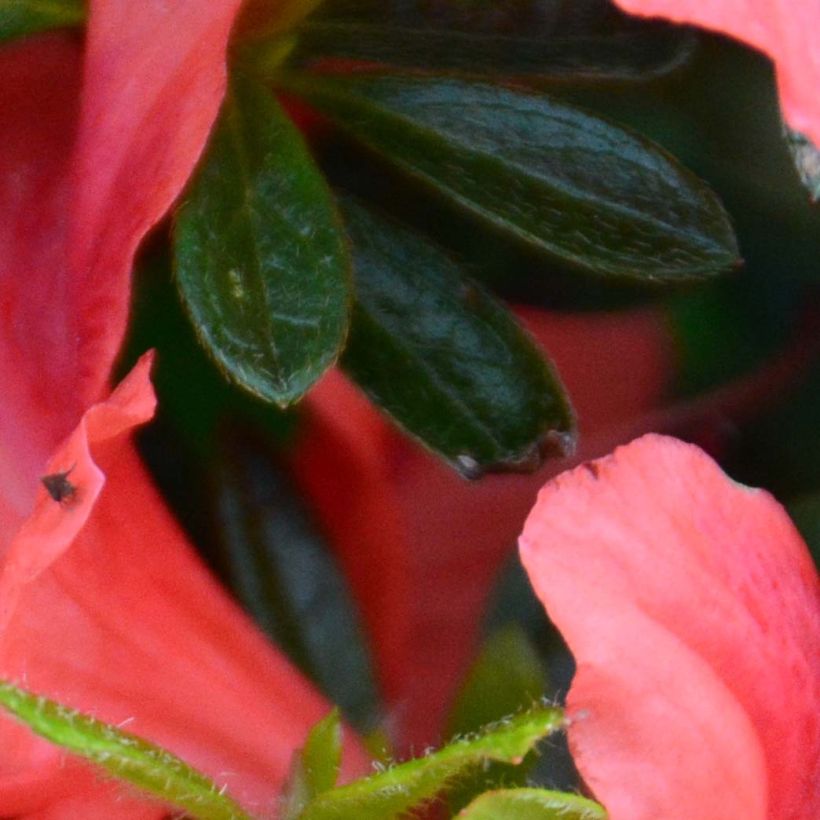Azalée japonaise Tamanini - Rhododendron hybride (Foliage)