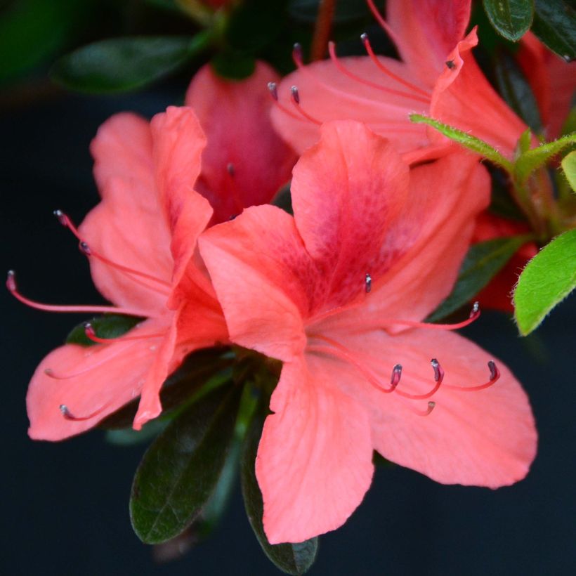 Azalée japonaise Tamanini - Rhododendron hybride (Flowering)
