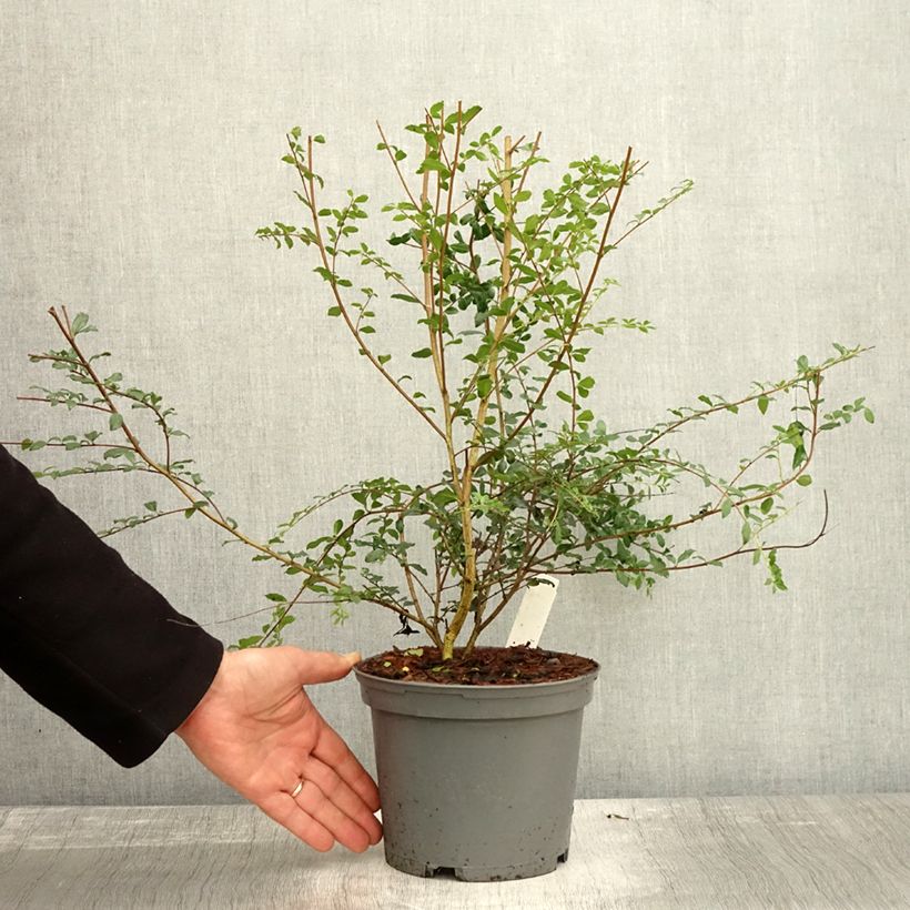 Example of Azara microphylla - Mimosa du Chili Pot de 2L/3L as you get in automne