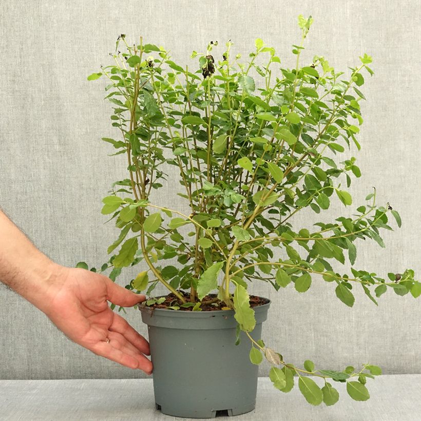 Example of Azara serrata - Azara à dents de scie Pot de 2L/3L as you get in ete