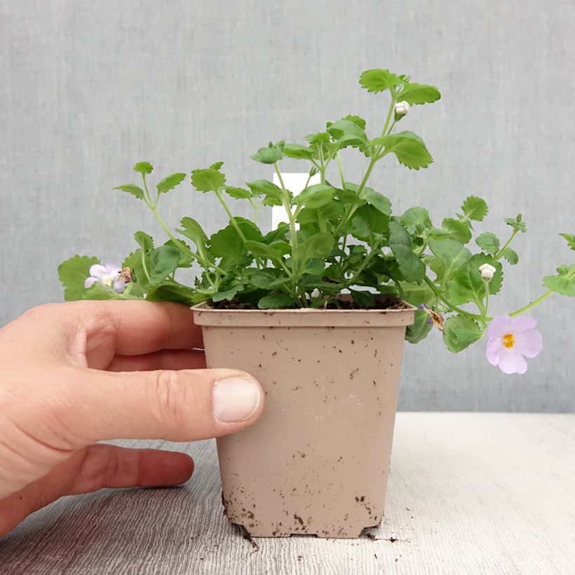 Example of Bacopa Gulliver Blue Sensation  Godet de 8/9 cm as you get in printemps