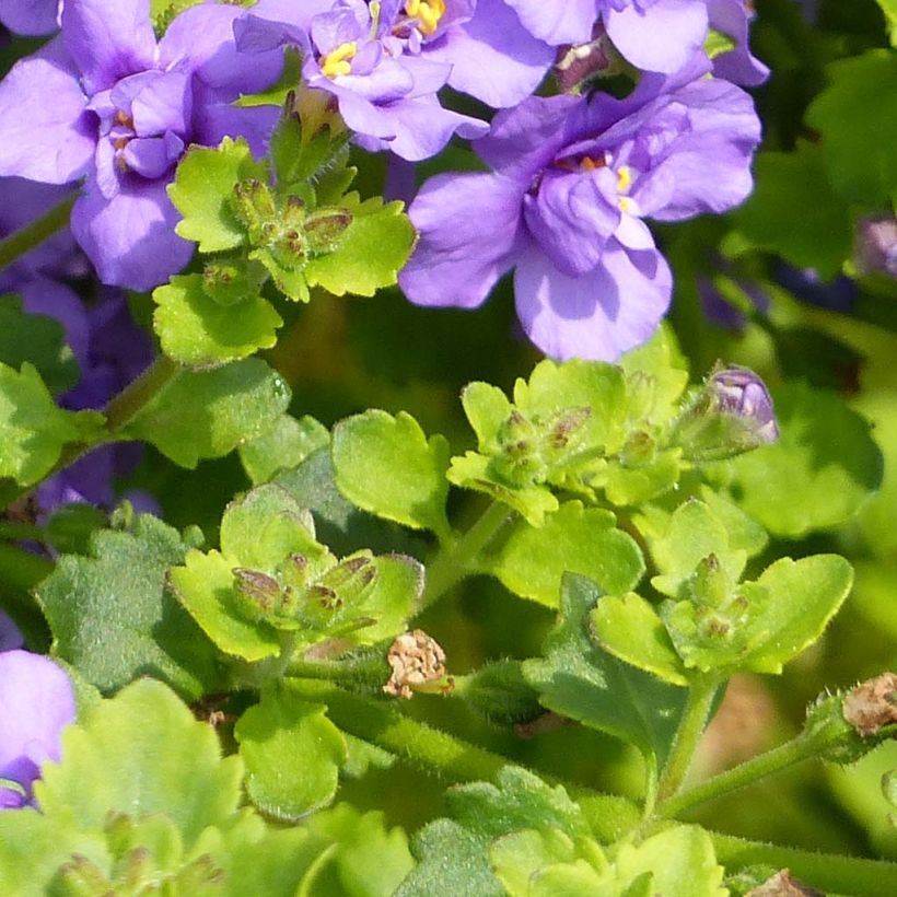 Bacopa Scopia Double Indigo (Foliage)
