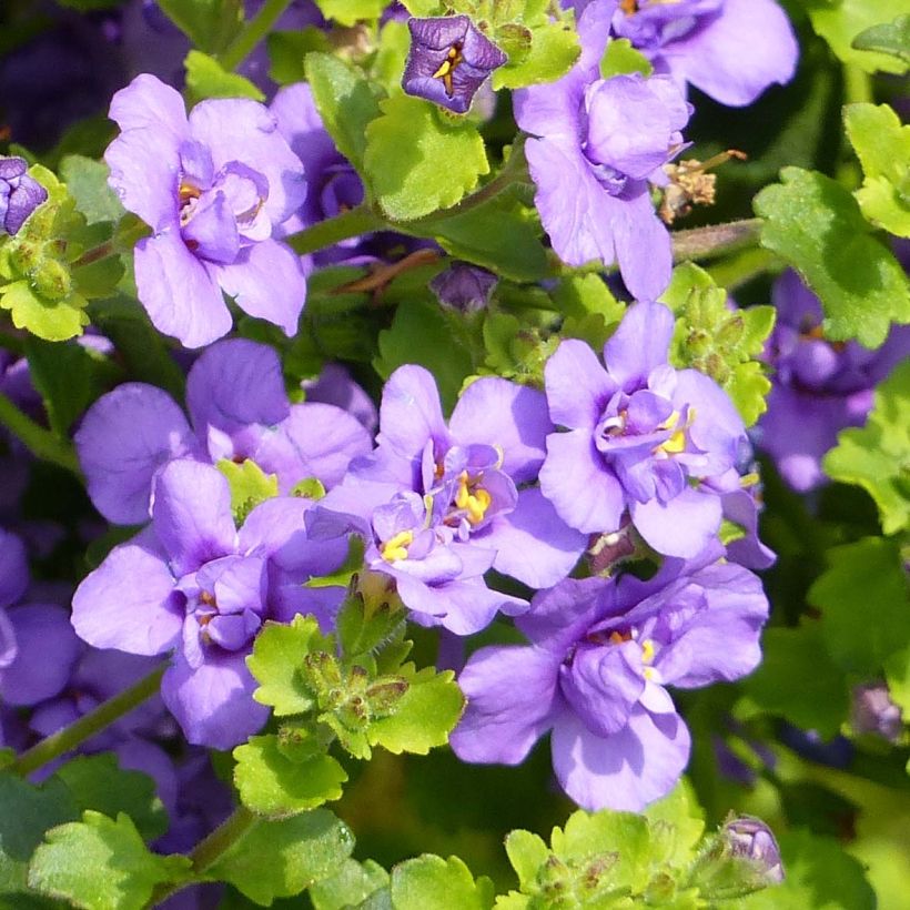 Bacopa Scopia Double Indigo (Flowering)