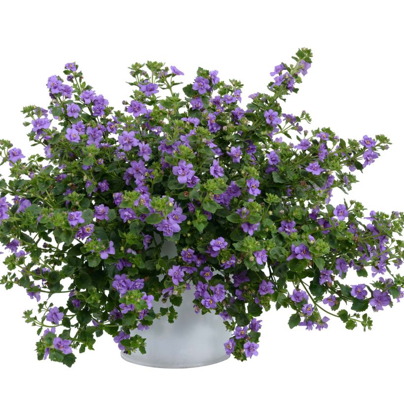 Bacopa Scopia Double Indigo (Plant habit)