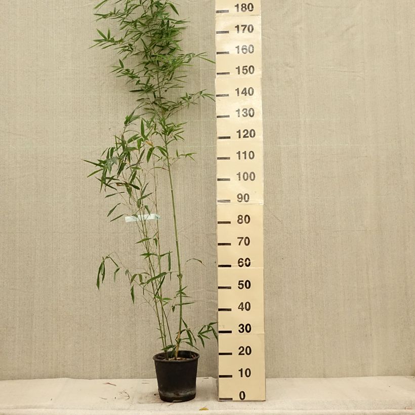 Example of Bambou doré - Phyllostachys aurea Koï Pot de 4L/5L as you get in automne