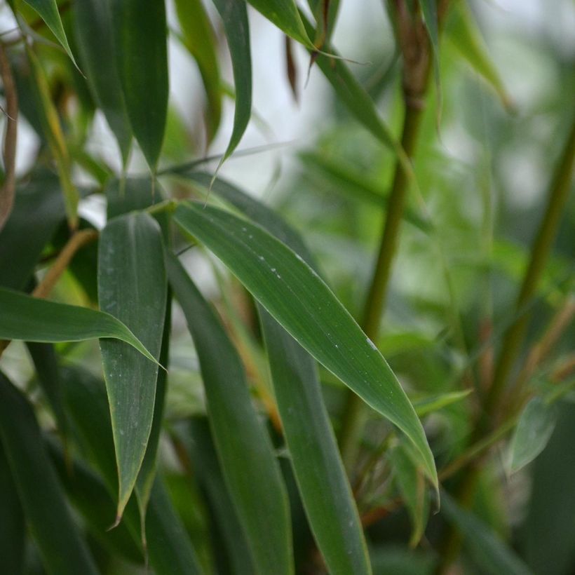 Bambou non traçant - Fargesia murielae Jumbo (Foliage)