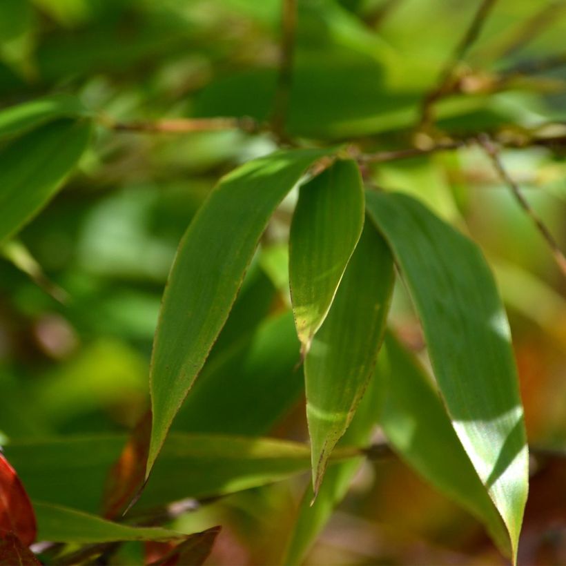 Bambou noir - Phyllostachys nigra (Foliage)