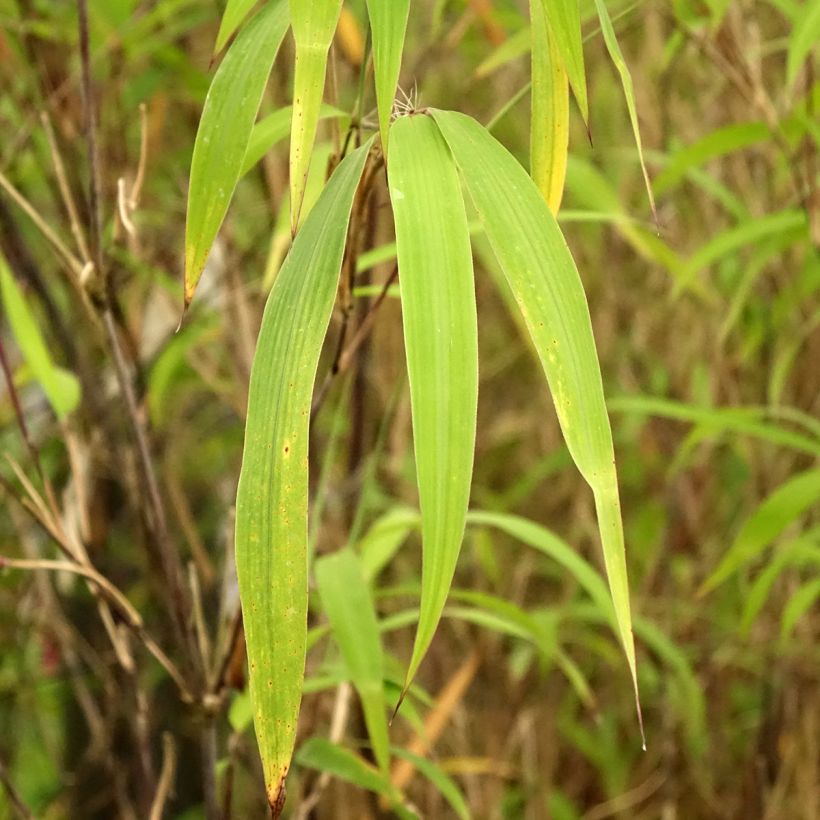 Bambou non traçant - Fargesia yunnanensis (Foliage)