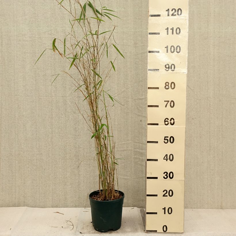 Example of Bambou non traçant - Fargesia yunnanensis Pot de 4L/5L as you get in automne