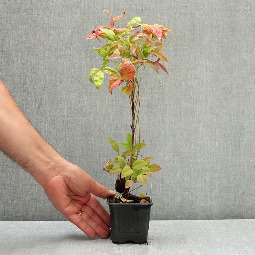 Example of Bambou sacré - Nandina domestica Blush Pink Godet de 8/9 cm as you get in ete