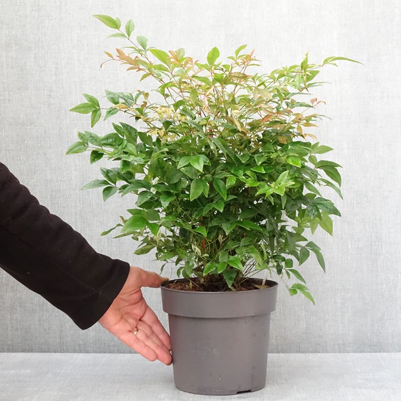 Example of Bambou sacré - Nandina domestica Magical Sunrise Pot de 3L/4L as you get in hiver